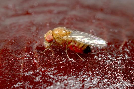 Ganaspis cf. brasiliensis (souche G1) : une guêpe parasitoïde pour combattre la drosophile à ailes tachetées