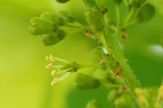 Changes produced in the grapevine sexual system during domestication