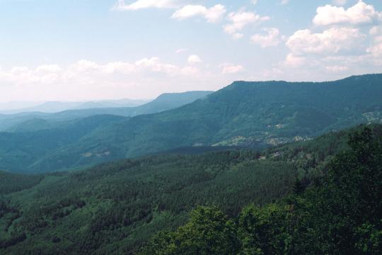 Boreal and temperate forests now main global carbon sinks 