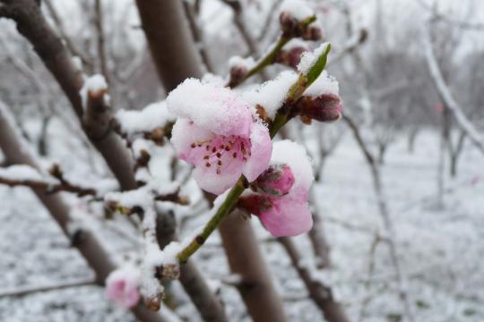 Putting the chill on fruit trees