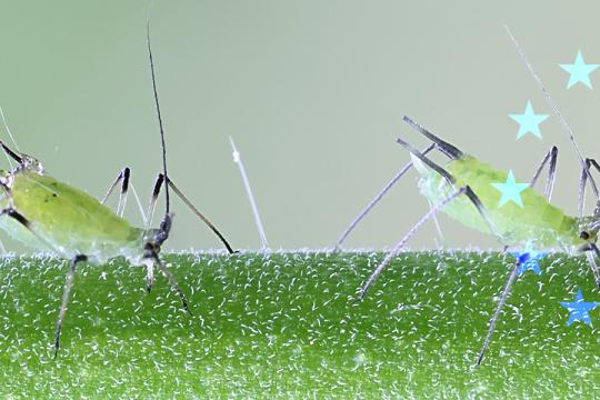 An ERC Grant to better understand plant-insect interactions