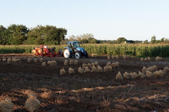 A healthier approach to potato farming