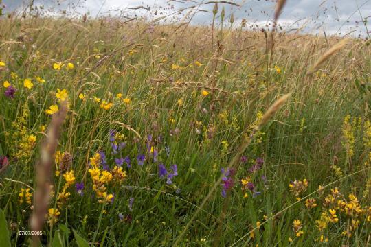 Sécheresse : focus sur les prairies permanentes