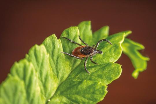 Tiques, maladie de Lyme et autres maladies à tiques