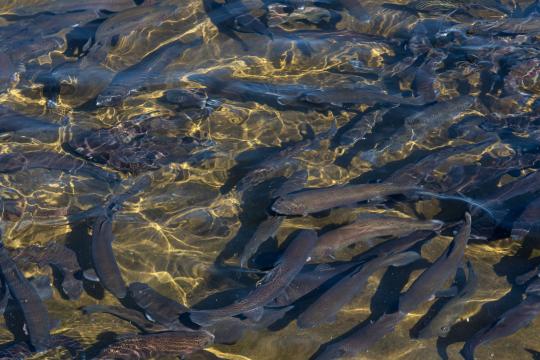 Using genetics to support sustainable aquaculture: results from 20 years of breeding rainbow trout 