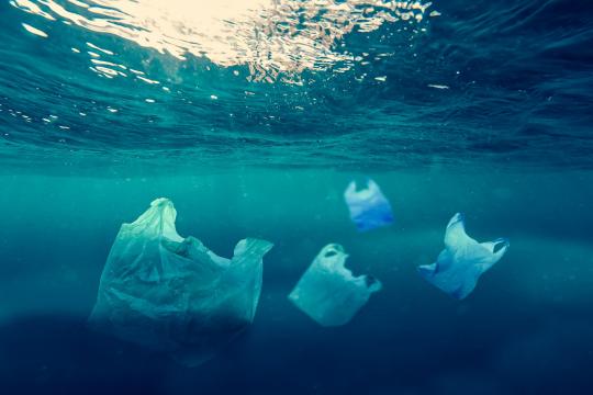 Microplastiques dans les océans : leur ingestion chronique perturbe la croissance et la reproduction des poissons