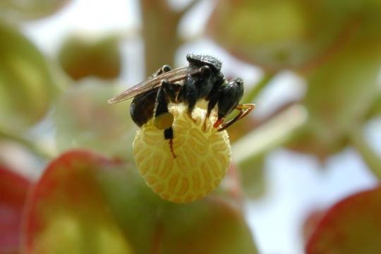 Abeille mélipone (Apidae : Meliponini) sur le pollen d’une fleur de Nepenthes dans le nord de l’île de Bornéo