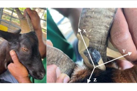 Chèvres corn’éctées : suivi de l’activité des chèvres en continu, d’un simple mouvement de corne !