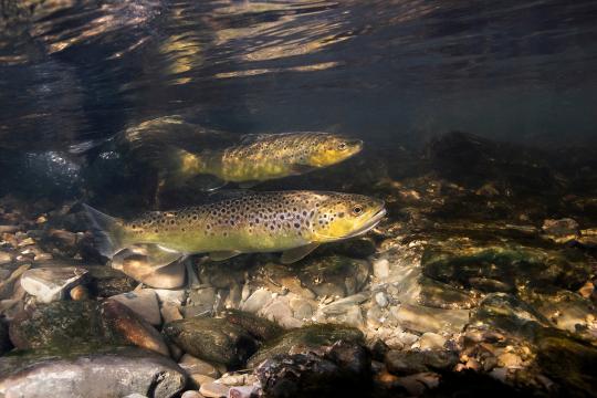 Le numéro spécial de Sciences Eaux & Territoires consacré au pôle MIAME