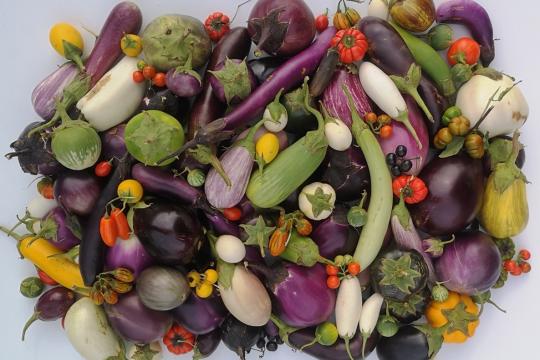 Une équipe internationale dévoile le catalogue complet  des gènes et caractéristiques agronomiques de l’aubergine