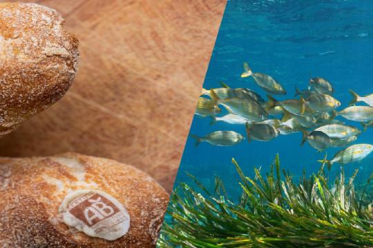 Impacts des modes de production labellisés sur la biodiversité : résultats de l’étude INRAE–Ifremer