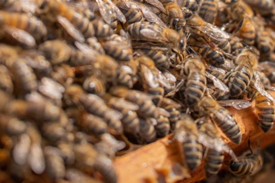 La résistance aux parasites des abeilles : quand la diversité génétique vient à la rescousse