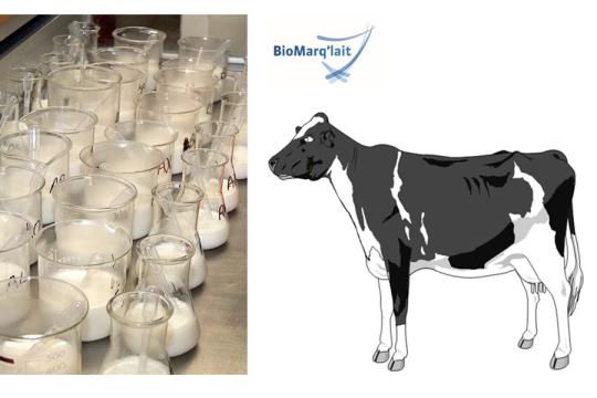 Une avancée pour un diagnostic non invasif du déficit énergétique chez la vache laitière à partir d’échantillons de lait