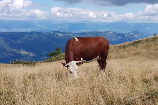 Des variants génétiques décryptés pour améliorer la santé et la productivité des bovins