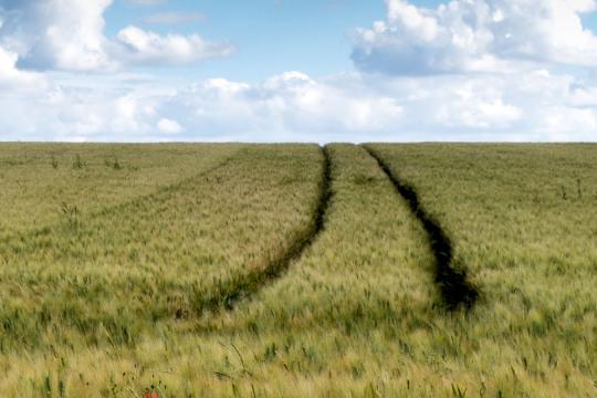 Modernizing plant health surveillance to anticipate and mitigate disease and pest emergence