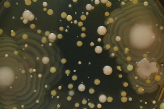 Nouvelle série de webinaires MICA : "Construire de meilleurs écosystèmes : L'essor de l'écologie microbienne synthétique"