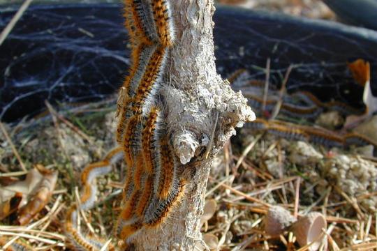 Changement climatique : de nouvelles perspectives dans la dynamique d’expansion de la chenille processionnaire du pin
