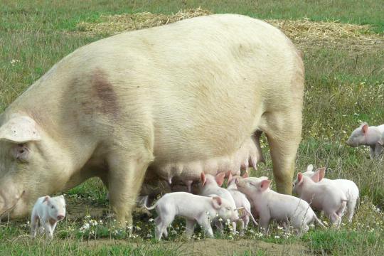 Des porcs dehors ? Des éleveurs s’expriment sur leurs freins et motivations 