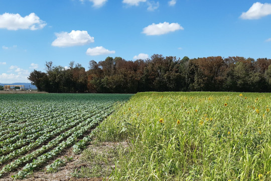 Une étude expérimentale menée sur 10 ans montre le potentiel de systèmes de production agricoles sans pesticides
