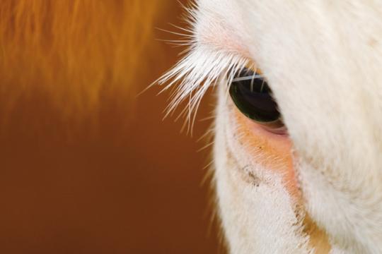Conscience animale : des connaissances nouvelles