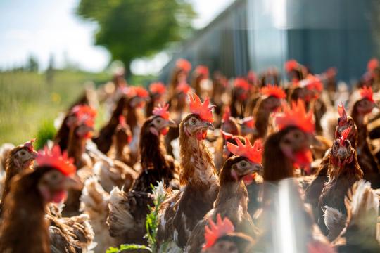 Santé des élevages : défis, recherches, solutions