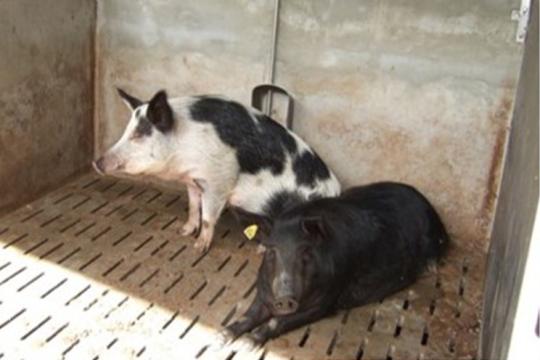 Réchauffement climatique et élevage de porcs : vers une sélection génétique qui aide les porcs à s’adapter à la chaleur ?