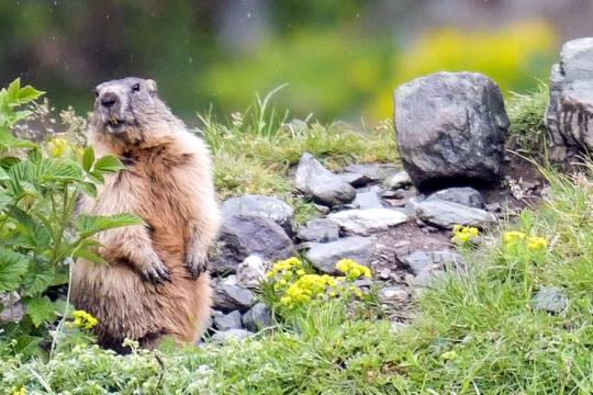 Comment le tourisme et les loisirs de plein air ont modifié notre rapport aux animaux sauvages