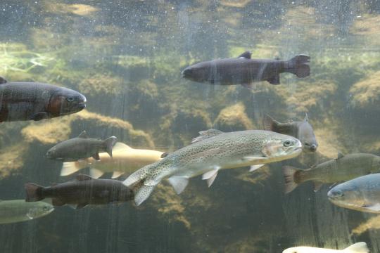 Un outil bio-informatique pour mieux comprendre l’évolution des espèces de poissons