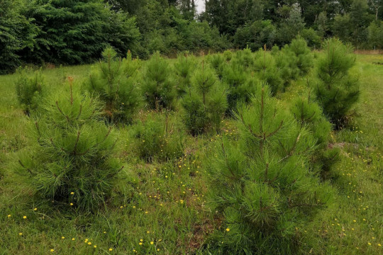 Maritime pine seeds remember temperature conditions