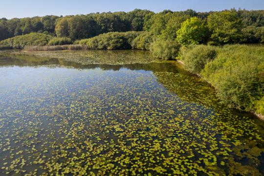 Warming and nutrient enrichment:  the combined effects on freshwater systems