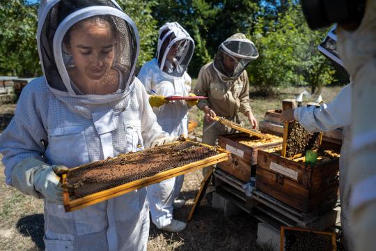 Développer la résilience des abeilles