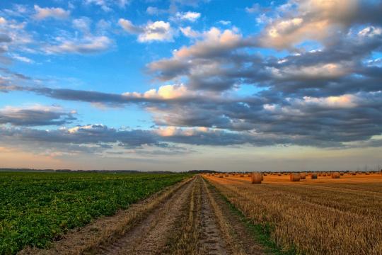 Optimising global crop yields to meet growing food demand 