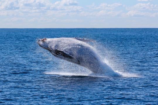 A global network of researchers pools sound data on biodiversity