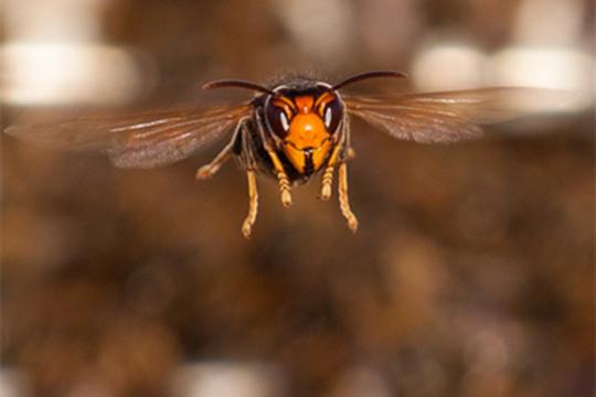 Traquer le retour au nid des frelons asiatiques : une piste prometteuse pour la lutte contre ces dangereux prédateurs d’abeilles