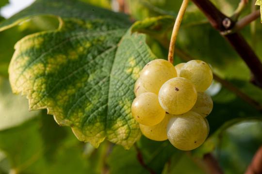 Changement climatique : les vignobles européens  sont les plus affectés