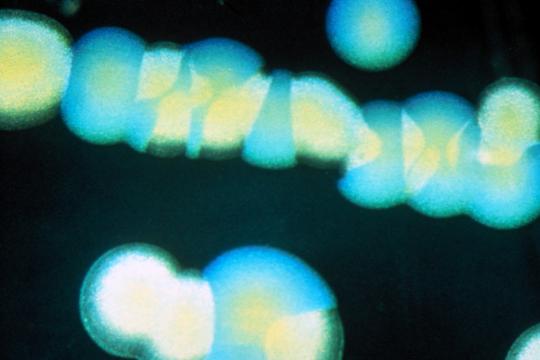 Antibiorésistance : vers des médicaments  pour désarmer les bactéries