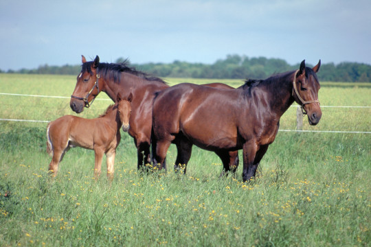 Maintenir la présence maternelle : un atout pour le développement cérébral et social des poulains