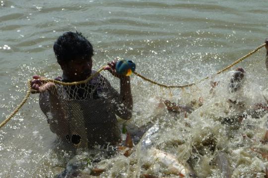 Comment mieux recycler les nutriments en aquaculture : Indicateurs et application à 3 systèmes intégrés