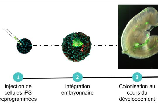 Quand les cellules souches transforment le lapin en animal modèle performant