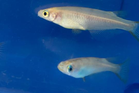 Des gènes responsables de troubles du neurodéveloppement exprimés dans l’ovocyte de la mère façonnent le comportement de la descendance