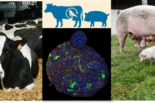 Lancement du projet européen CATTLE AIV sur la compréhension de la transmission et du tropisme du virus de la grippe aviaire chez le bovin et le porc