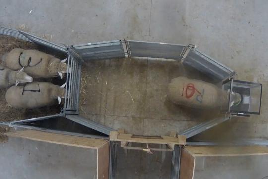 Se sentir bien empêcherait-il de sentir le danger ?