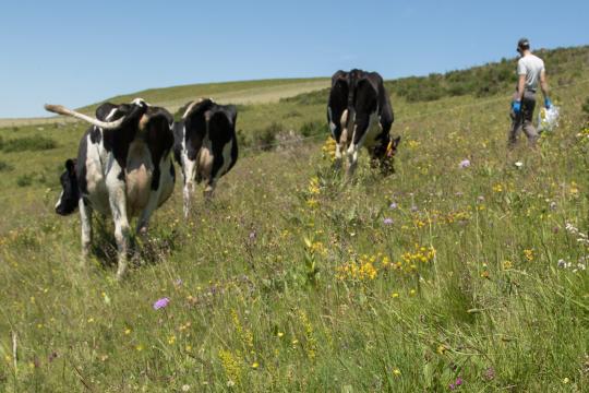 Understanding how to scale out agroecology in livestock farming, based on five case studies