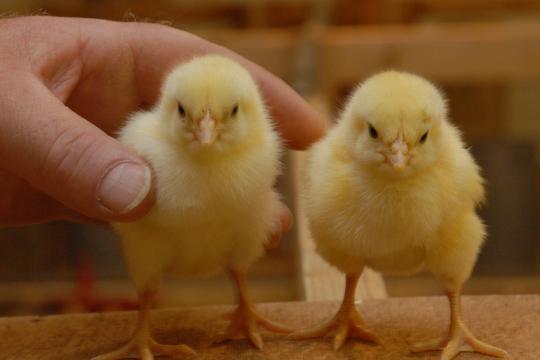 Can chickens take a positive view of humans?