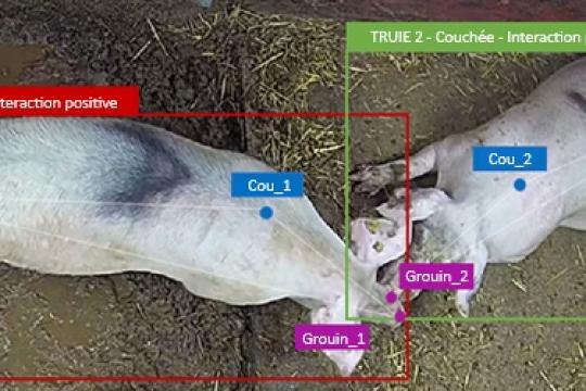 Le suivi du bien-être des truies en groupe : arrêt sur image