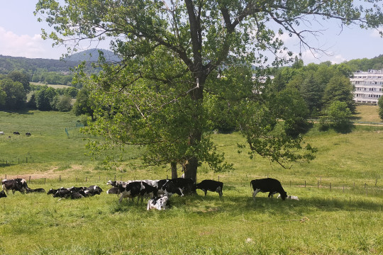 Pour le bien-être des vaches au pâturage : marche à l’ombre !