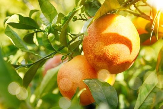 Protéger une des plus grandes collections d’agrumes au monde : inauguration de la serre ARCHE en Corse