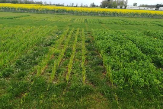 Conception d’un idéotype de luzerne pour un usage de mulch vivant au service des cultures de rente et étude génétique des caractères impliqués