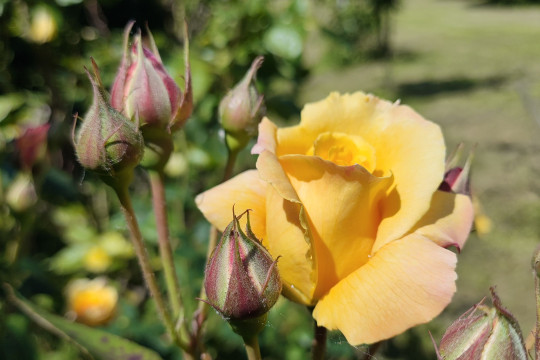 The first rose pangenome identified