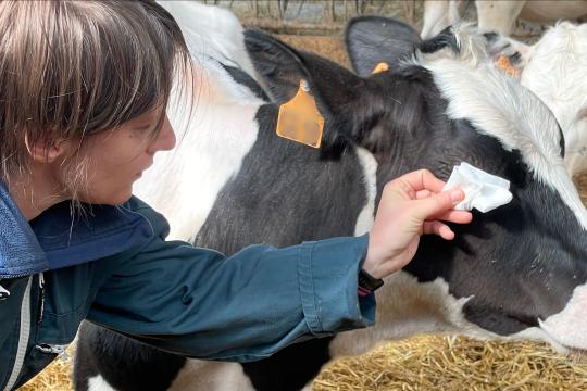 L’incroyable mémoire d’éléphant des jeunes vaches : entraînées à coopérer pour les soins, elles s'en souviennent un an après !